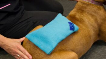 Cold Therapy Tips and Tricks for Dog TPLO Surgery