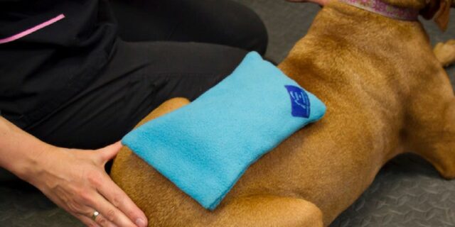 Best Cold Therapy Practices for Dog TPLO-surgery