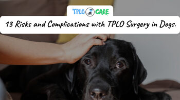 13 Risks and Complications with TPLO Surgery in Dogs.