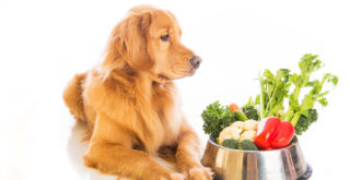 Holistic Joint Health for Dogs - Herbs and Supplements